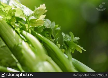 Fresh Celery vegetable / Bunch of celery stalk with leaves on nature green background