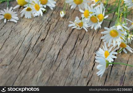 Fresh chamomile flowers on a wooden background