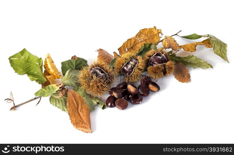 fresh Chestnut in front of white background