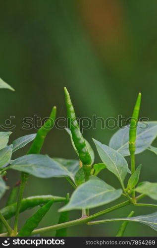 Fresh chillies growing in the vegetable garden, Thailand