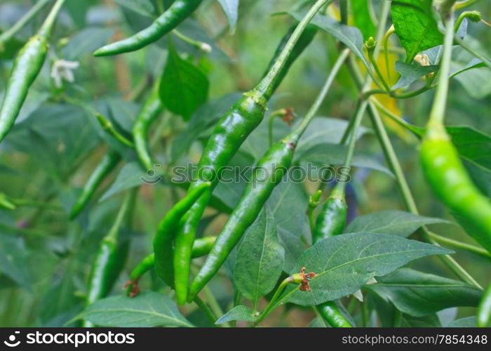 Fresh chillies growing in the vegetable garden,Thailand