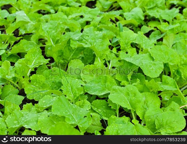 Fresh Chinese cabbage in field