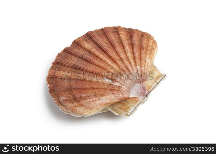 Fresh closed scallop on white background