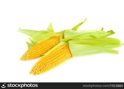 Fresh cobs of sweet corn isolated on white background.