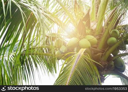 Fresh Coconut Cluster On Coconut Tree With Soft Light In Morning
