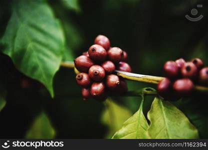 Fresh coffee bean on the coffee tree / arabica coffee berries agriculture on branch with dark background