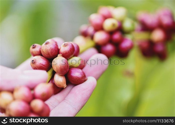 Fresh coffee bean on the Coffee tree / arabica coffee berries agriculture on branch