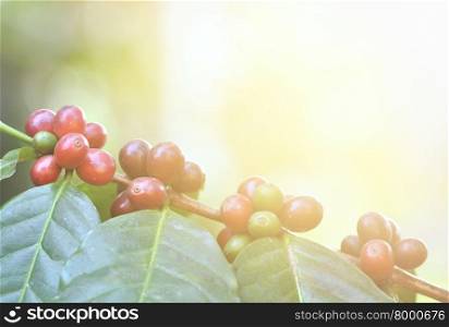 fresh coffee bean on tree with flare light