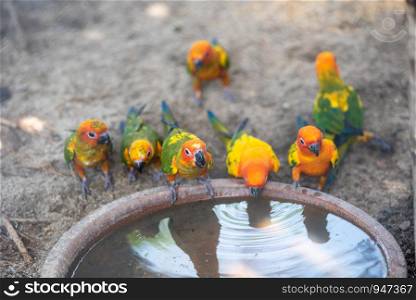 Fresh-colored parrots eat water in tropical nature.