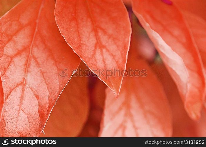 fresh colorful leaves on the tree