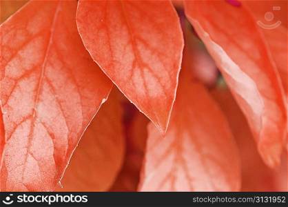 fresh colorful leaves on the tree