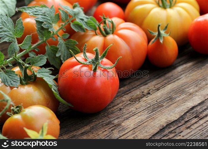 Fresh colorful ripe tomatoes on wooden board. Colorful tomatoes - red,yellow , orange. Harvest vegetable cooking conception.. Colorful tomatoes - red,yellow , orange. Harvest vegetable cooking conception.