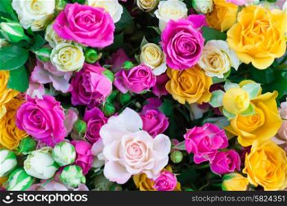 Fresh colorful roses with green leaves- nature spring sunny background. Soft focus and bokeh