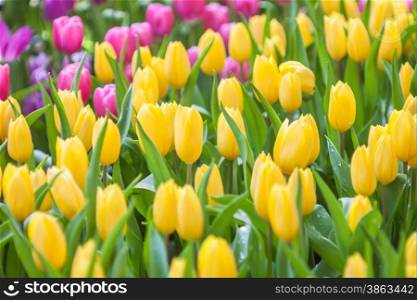 Fresh colorful tulip with bokeh background