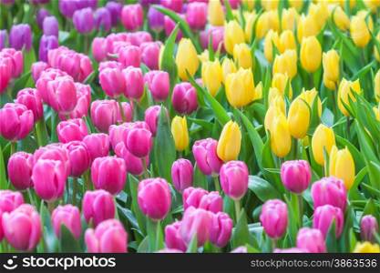 Fresh colorful tulip with bokeh background