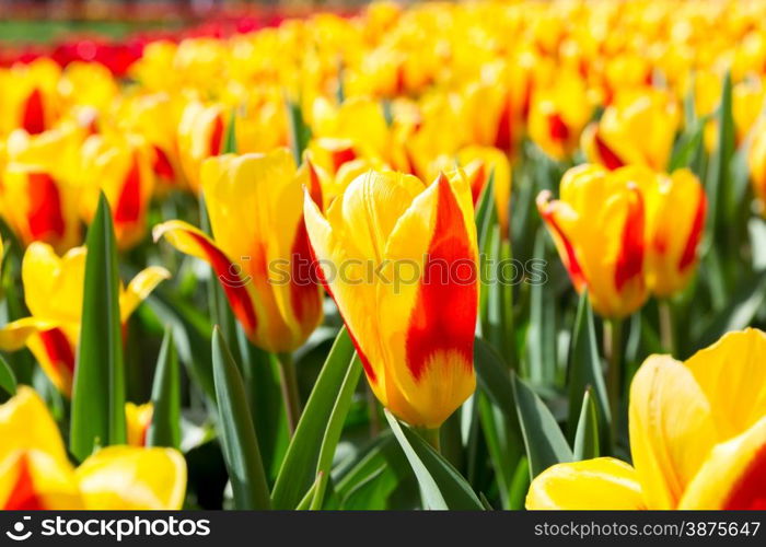 Fresh colorful tulips flower, Kuekenhof Netherland