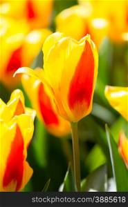 Fresh colorful tulips flower, Kuekenhof Netherland