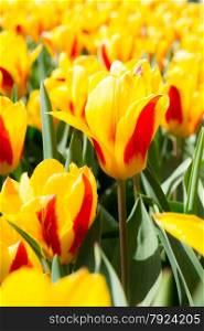 Fresh colorful tulips flower, Kuekenhof Netherland