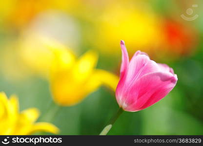 Fresh colorful tulips in garden close-up