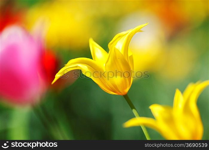 Fresh colorful tulips in garden close-up