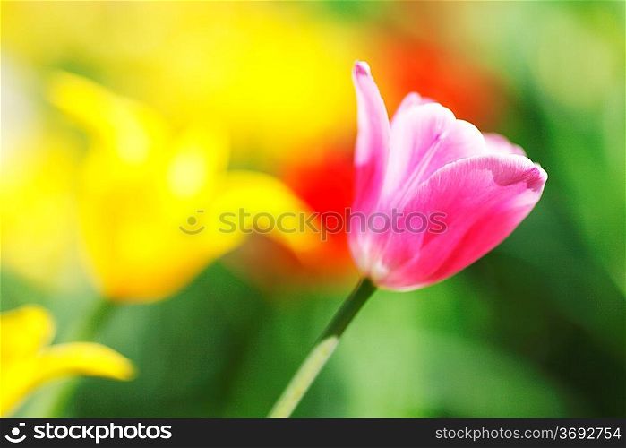 Fresh colorful tulips in garden close-up