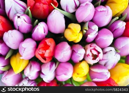 Fresh colorful tulips- nature spring background. Soft focus and bokeh