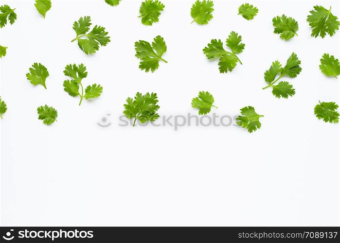 Fresh coriander leaves on white background.
