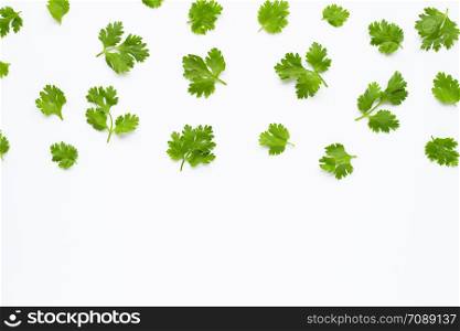 Fresh coriander leaves on white background.