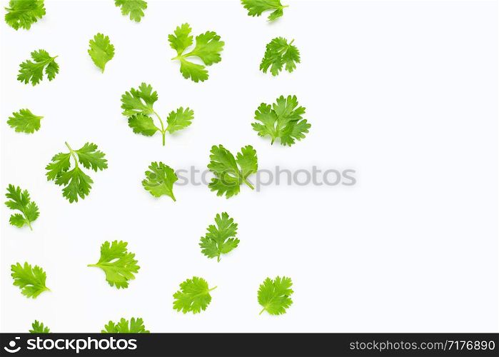 Fresh coriander leaves on white background. Copy space