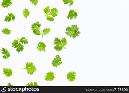 Fresh coriander leaves on white background. Copy space