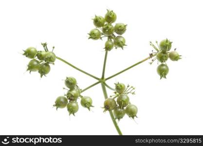 Fresh coriander seed on a sprig close up isolated on white background