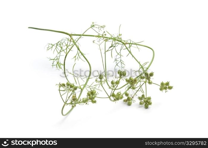 Fresh coriander seed on a sprig isolated on white background