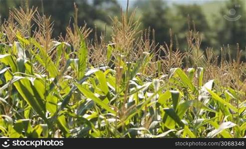 fresh corn field