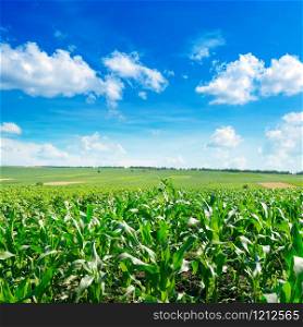 Fresh corn field with young plants and bright blue sky