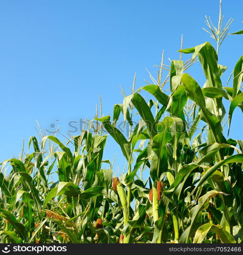 Fresh corn stalks on blue sky background. Cornfield.