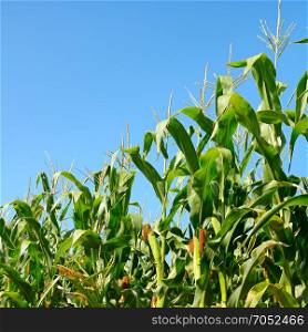 Fresh corn stalks on blue sky background. Cornfield.