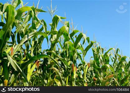 Fresh corn stalks on the blue sky background. Cornfield.