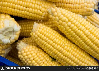 fresh corn. yellow corn background