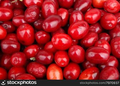fresh cornel berries