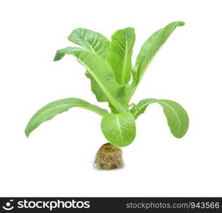 Fresh Cos Lettuce Isolated on White Background