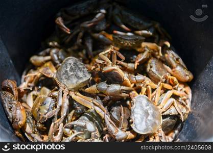 Fresh crab rock, wild freshwater crab on bucket, forest crab or stone crab river