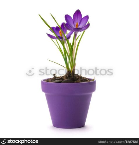 fresh crocus into a purple pot over a white background. fresh crocus into a purple pot