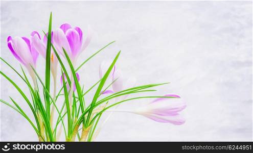 Fresh crocuses flowers on light background, side view. Spring nature background