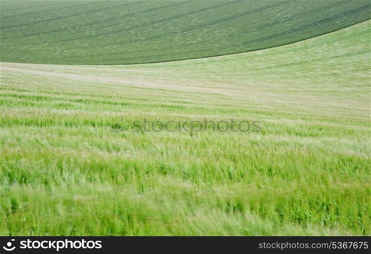 Fresh crop field with shallwo depth of field