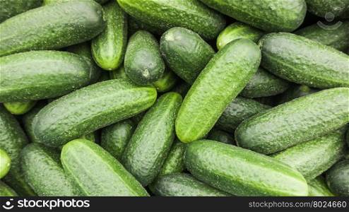 fresh cucumber. Cucumber background