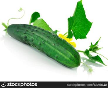 fresh Cucumber on white with flower and leaves