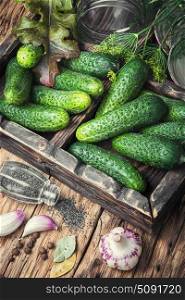 Fresh cucumbers for pickling