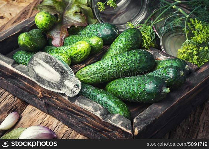 Fresh cucumbers for pickling. Seasonal preservation of fresh cucumbers for the winter