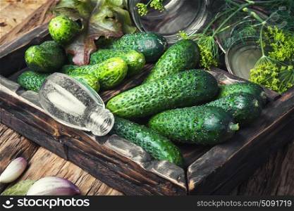 Fresh cucumbers for pickling. Seasonal preservation of fresh cucumbers for the winter