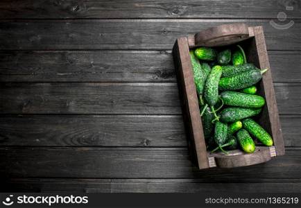 Fresh cucumbers in the box. On wooden background. Fresh cucumbers in the box.